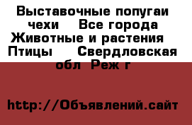 Выставочные попугаи чехи  - Все города Животные и растения » Птицы   . Свердловская обл.,Реж г.